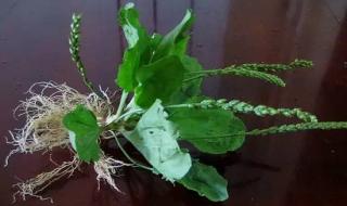 过路黄的功效与作用